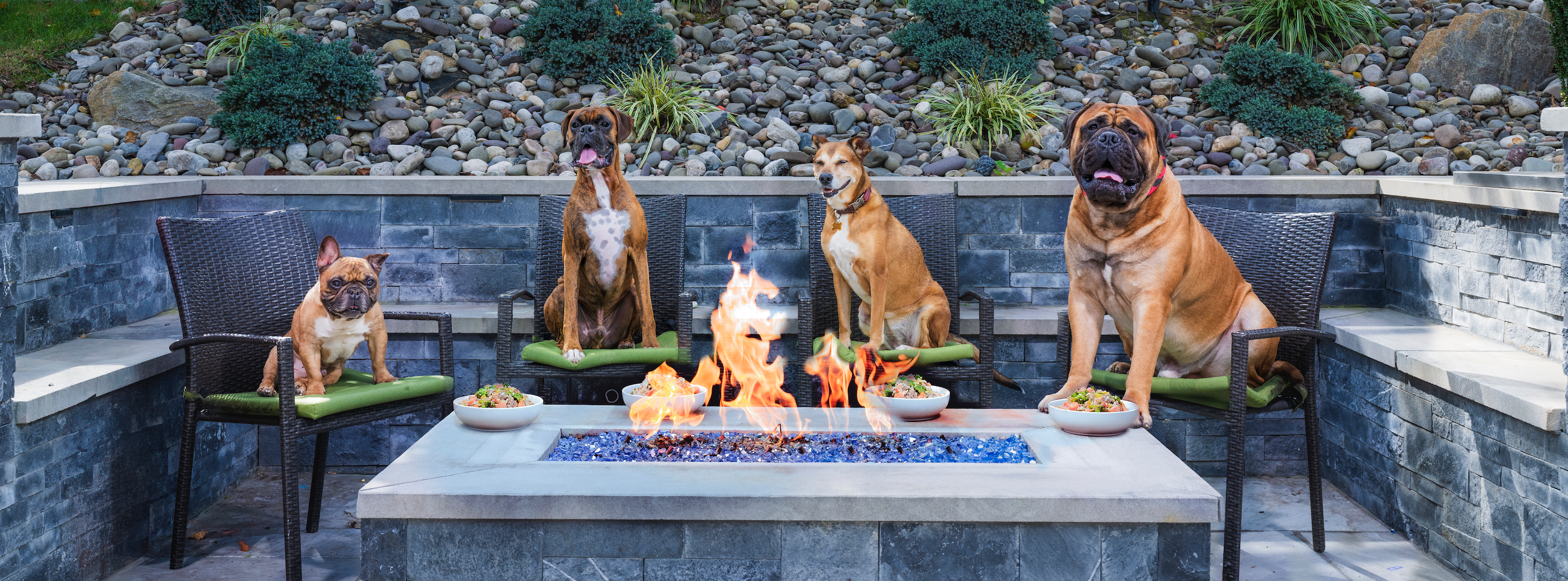 Bunch of dogs sitting by a bonfire