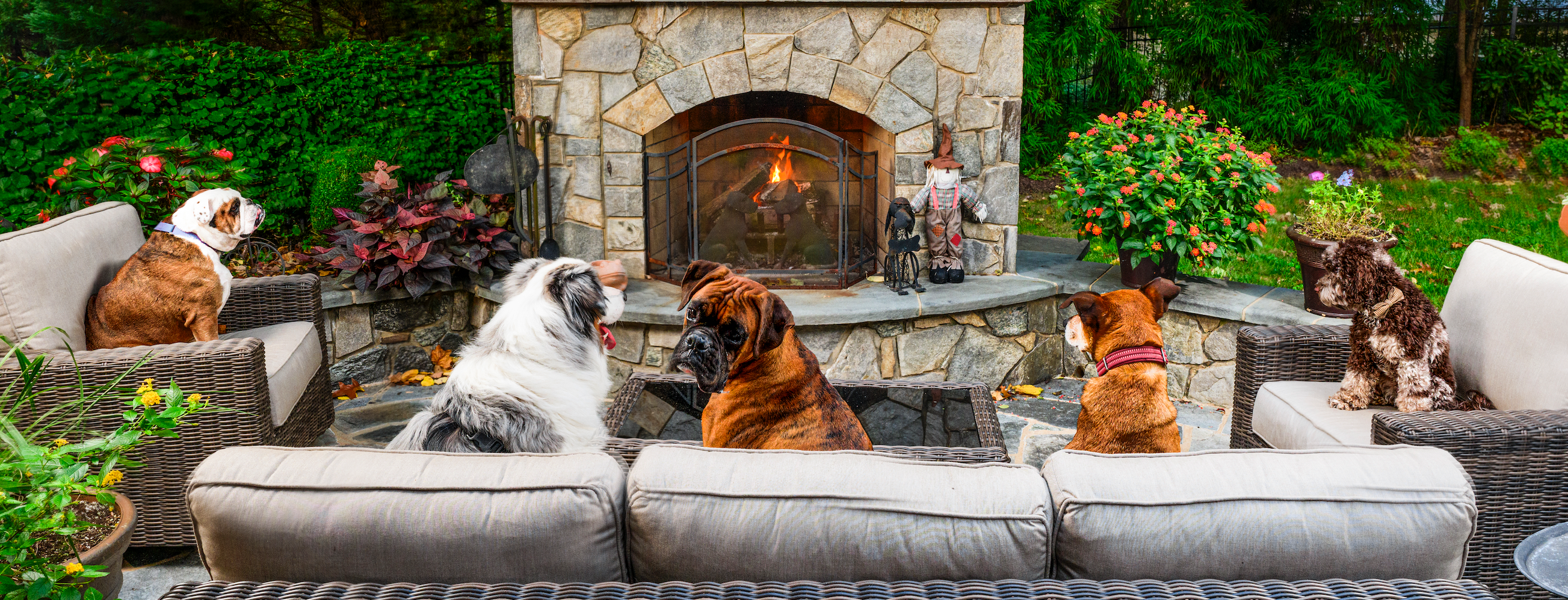Bunch of dogs sitting by the fireplace