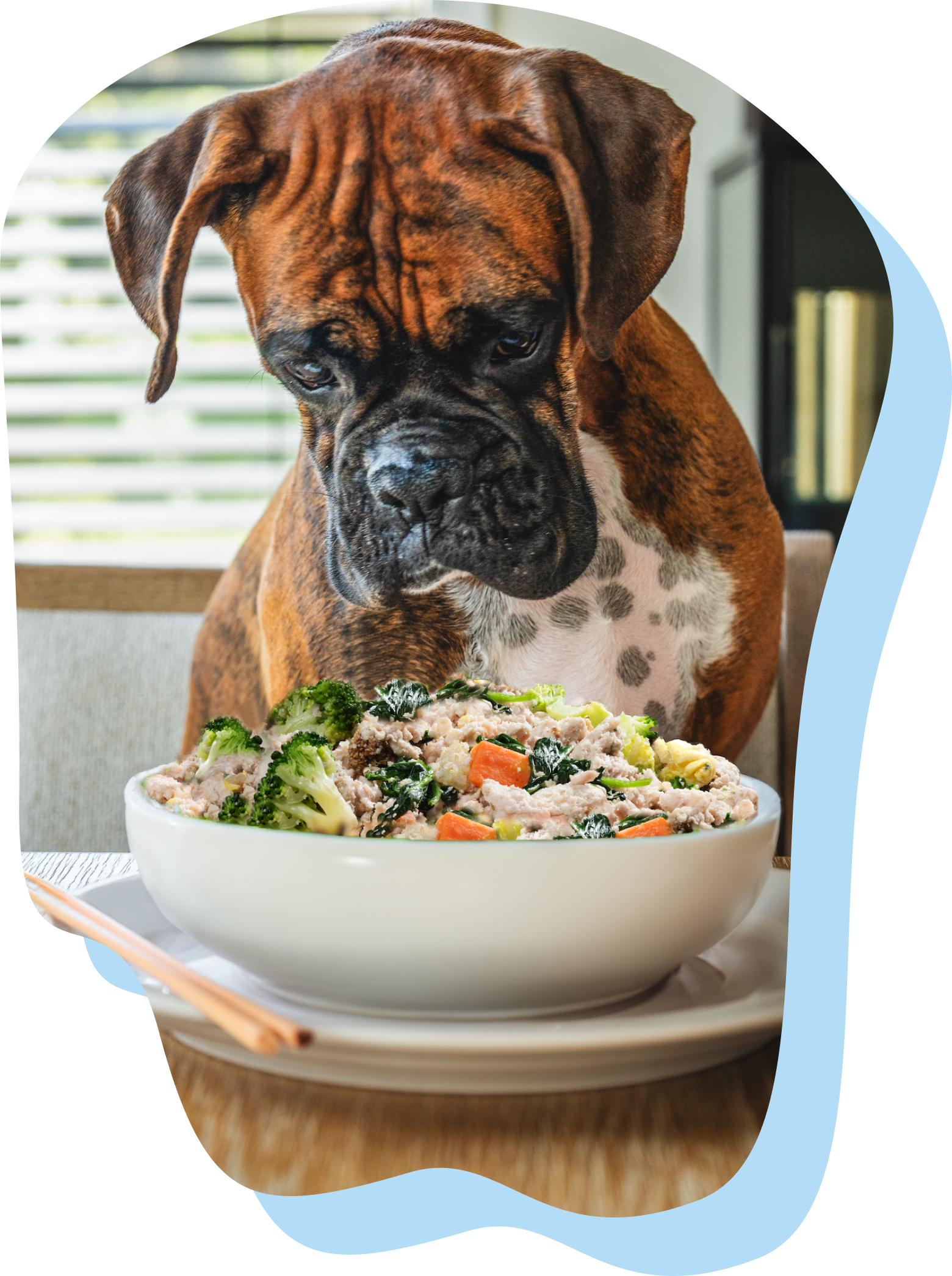 Dog eating human food