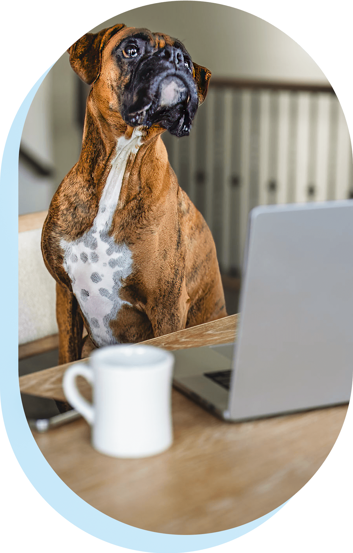 Dog at the computer