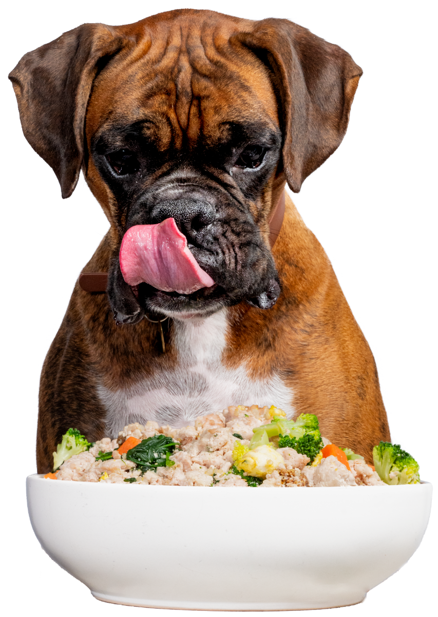 Dog eating human food