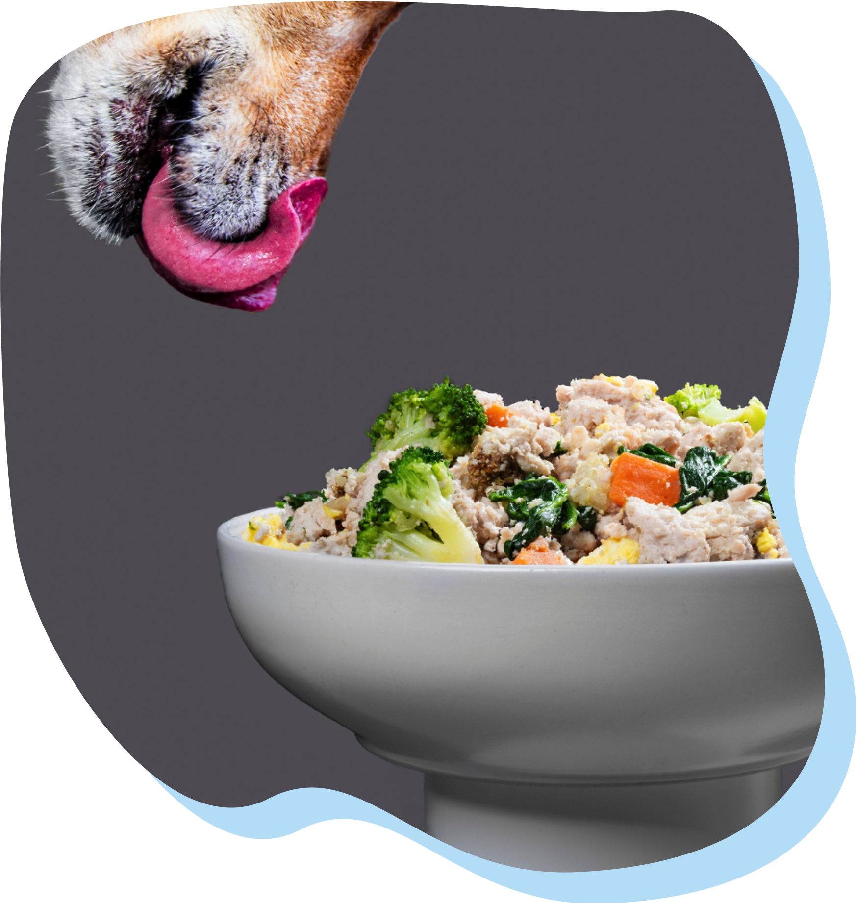 Dog eating human food
