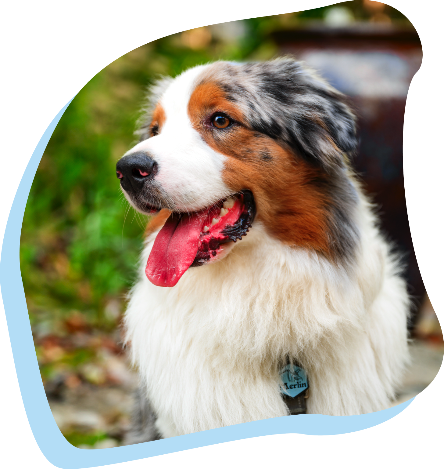 Dog being happy
