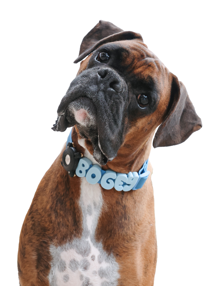 Bogey the boxer, head tilted, wearing his BOGEY collar